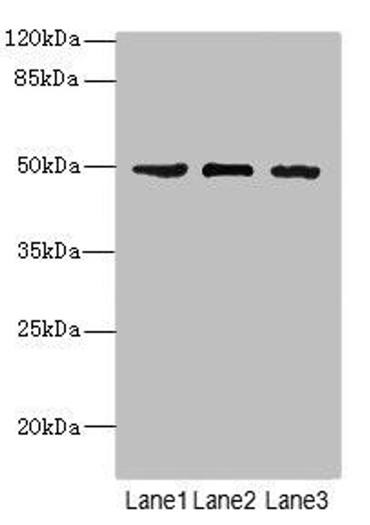 CSNK1G1 Antibody (PACO44754)