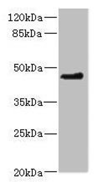 OSGEPL1 Antibody (PACO44779)