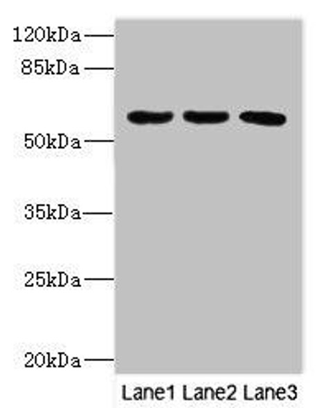 PIK3R3 Antibody (PACO44783)