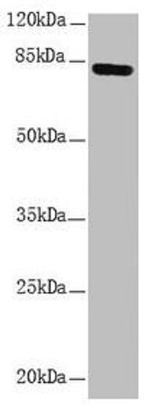 NDUFS1 Antibody (PACO44880)