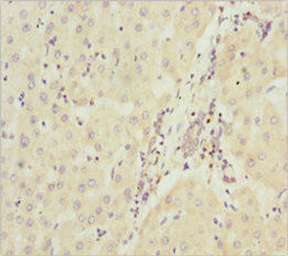 NDUFA9 Antibody (PACO44959)