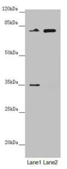 NEDD1 Antibody (PACO45100)