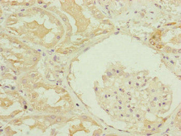 MID2 Antibody (PACO45186)