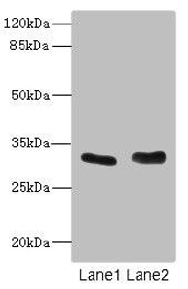 FHL3 Antibody (PACO45324)