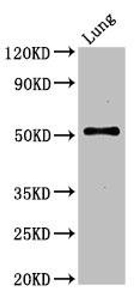 SERINC1 Antibody (PACO53358)