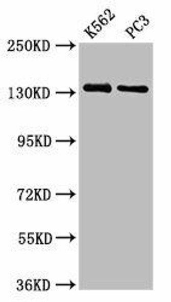 NRDC Antibody (PACO56908)