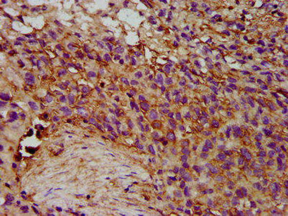 EPX Antibody (PACO57748)