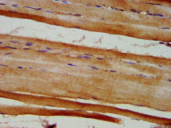 EYA4 Antibody (PACO57756)