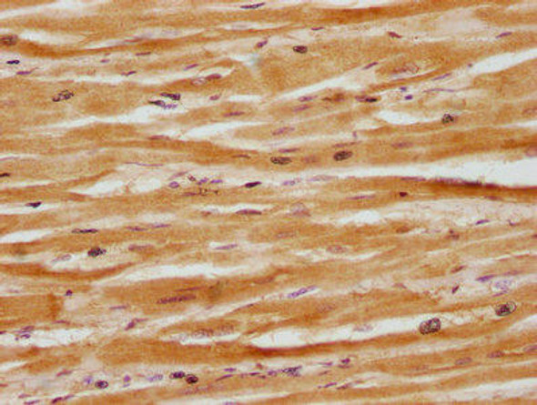 DTX3 Antibody (PACO63179)