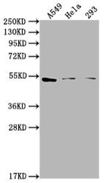 CNR1 Antibody (PACO64211)