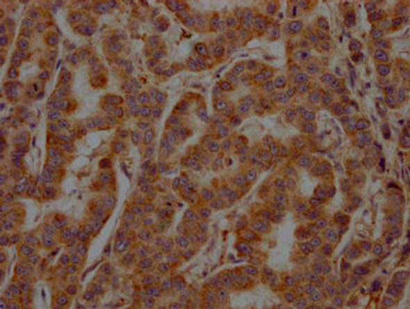 SRC Antibody (PACO64531)