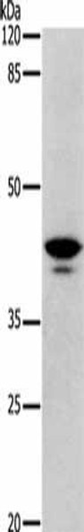 DRD4 Antibody (PACO17774)