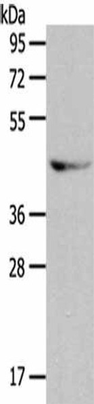 GRPR Antibody (PACO17932)