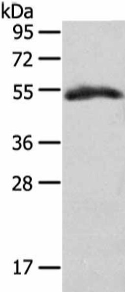 GLRA1 Antibody (PACO18007)
