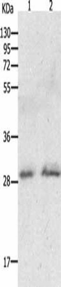 GCH1 Antibody (PACO18041)