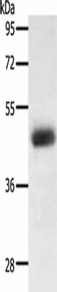 LPAR4 Antibody (PACO18481)
