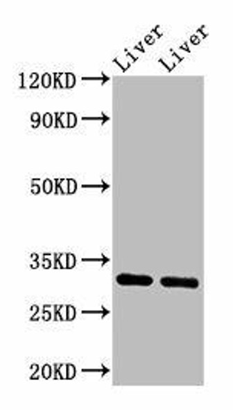 APOA1 Antibody (PACO24986)