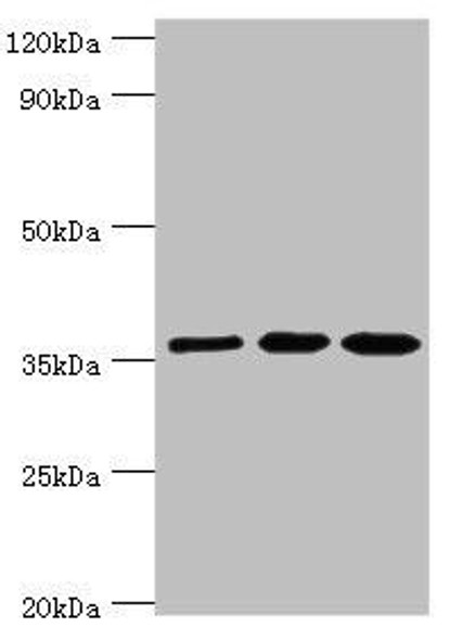 GLRX3 Antibody (PACO43231)