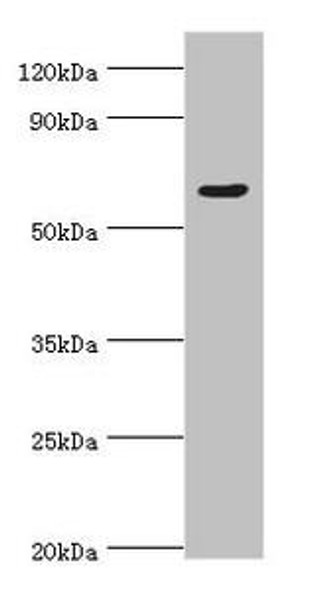 TAF1B Antibody (PACO43762)