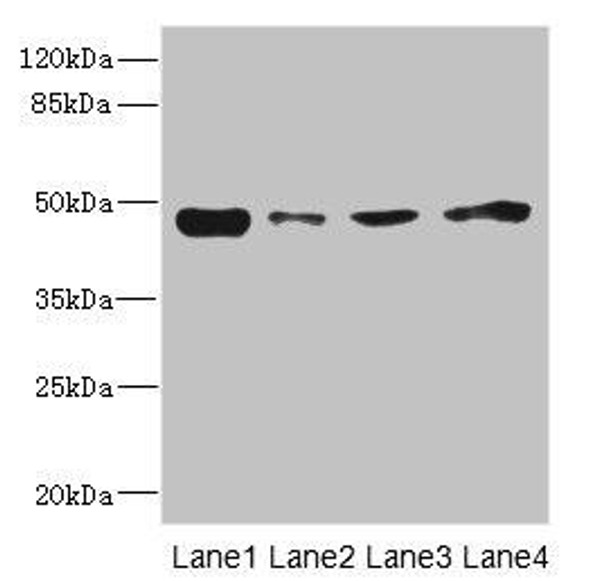 PDK3 Antibody (PACO45551)