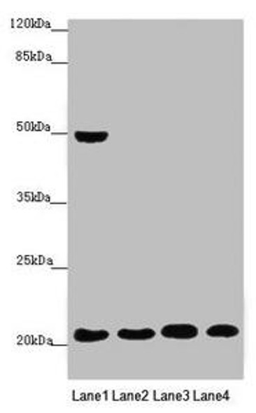 MOCS2 Antibody (PACO45565)