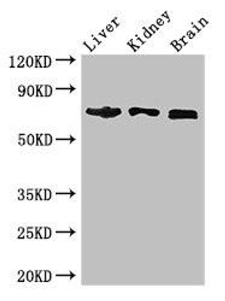 TCF4 Antibody (PACO46274)