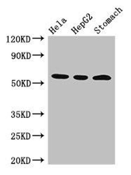 MDM4 Antibody (PACO48394)