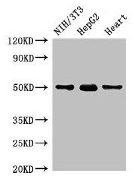 GCM2 Antibody (PACO49626)