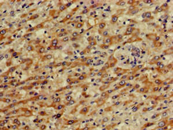 PRKACG Antibody (PACO49894)