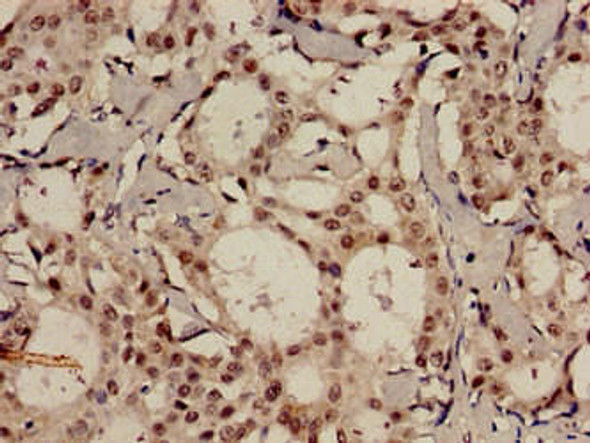 MDC1 Antibody (PACO50602)