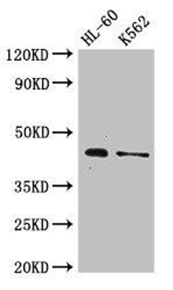 MTERF1 Antibody (PACO50770)