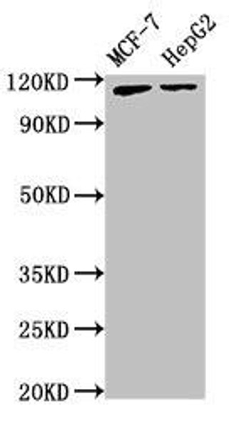 ATP9A Antibody (PACO51338)