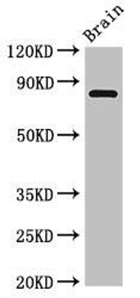 Loxl4 Antibody (PACO52658)