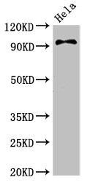 PIK3C3 Antibody (PACO52698)