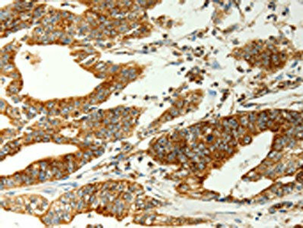 COX7B Antibody (PACO13911)