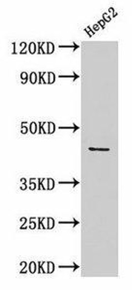 ACTB Antibody (PACO28698)