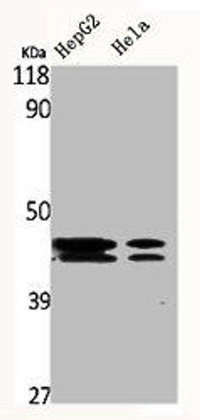 MAPK3/MAPK1 Antibody (PACO06476)