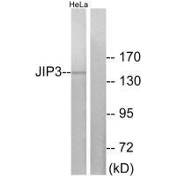 MAPK8IP3 Antibody (PACO23294)