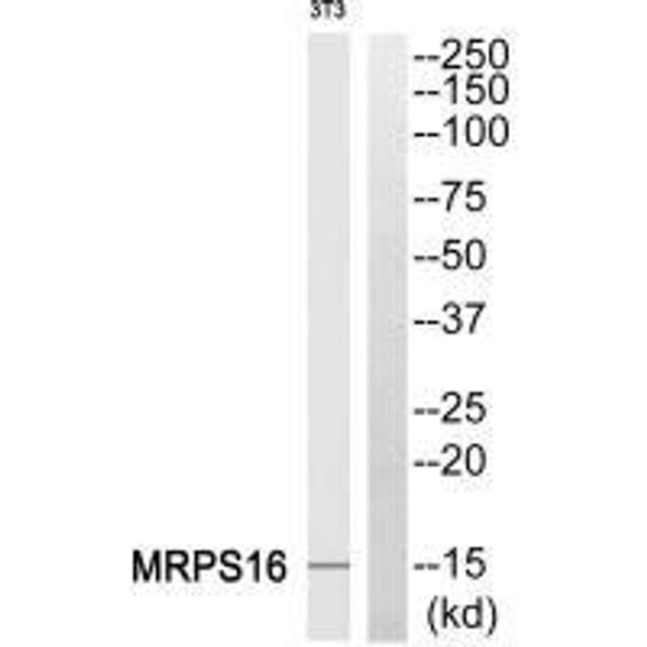 MRPS16 Antibody (PACO23351)