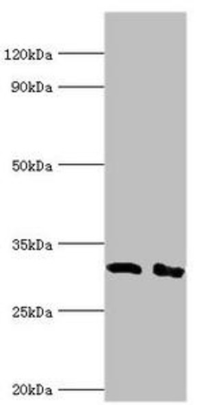 CD58 Antibody (PACO42963)