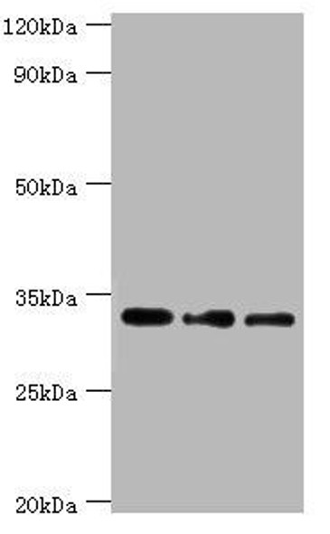 HSD11B1 Antibody (PACO43222)