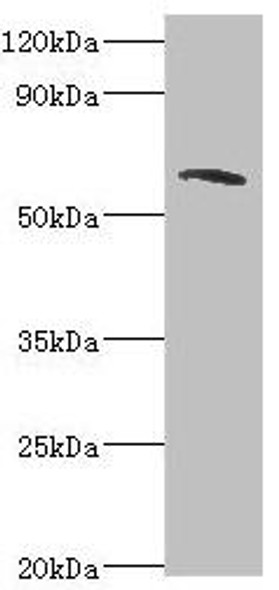 TOMM70 Antibody (PACO43865)