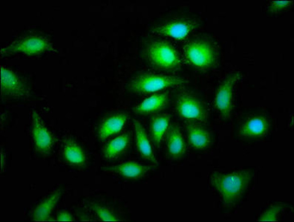 CEP135 Antibody (PACO57192)
