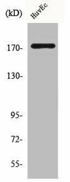 COL11A2 Antibody (PACO00620)