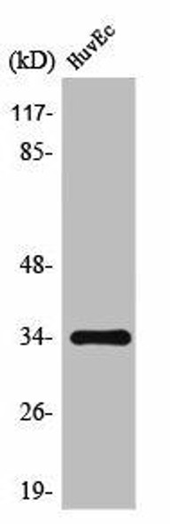 TNFSF10 Antibody (PACO01650)