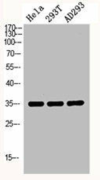 RNF144B Antibody (PACO06729)