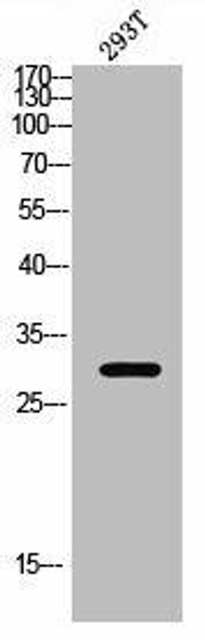 RAB34 Antibody (PACO06785)