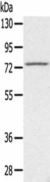 SLC26A5 Antibody (PACO20496)