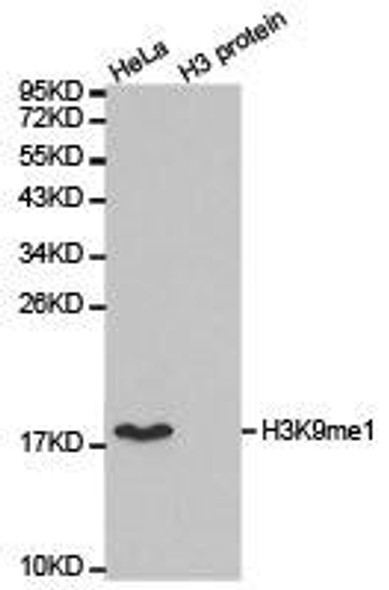 Histone H3K9me1 Antibody (PACO24574)