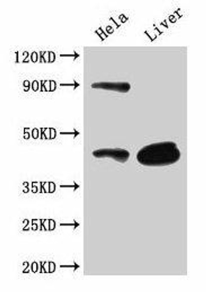 CD46 Antibody (PACO25596)